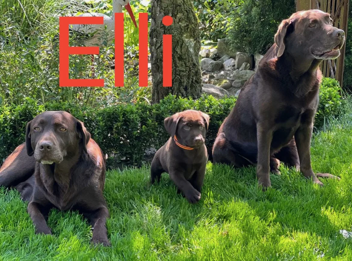 Elli – Bild 2