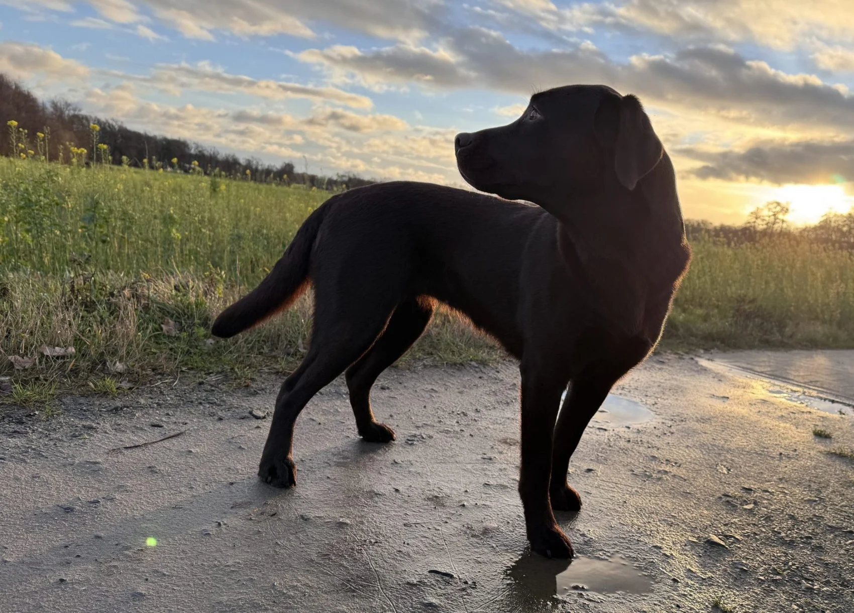 Elli im warmen Abendlicht im Revier